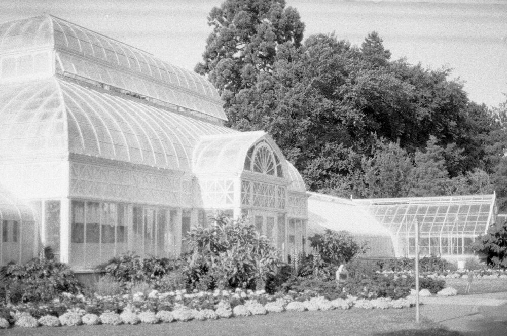 Volunteer Park, Capitol Hill, Seattle, July 2020. I don’t have a great feel for this film or even the camera. Not sure about this exposure. Still, I liked it.